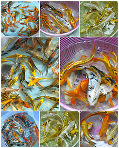 China Freshwater tropical fish Manufacturers & China Freshwater tropical  fish Suppliers on