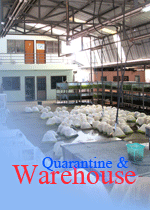 Ornamental fish Thailand