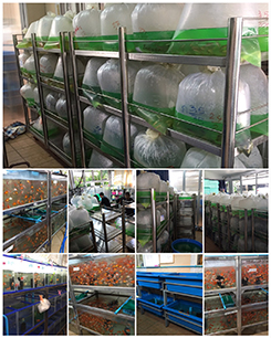 ornamental fish farm