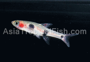 Coffee Bean Rasbora