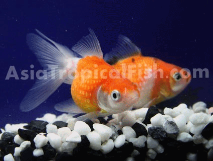 what do goldfish eggs look like in a fish tank. Aquarium Fish Shop Usually do